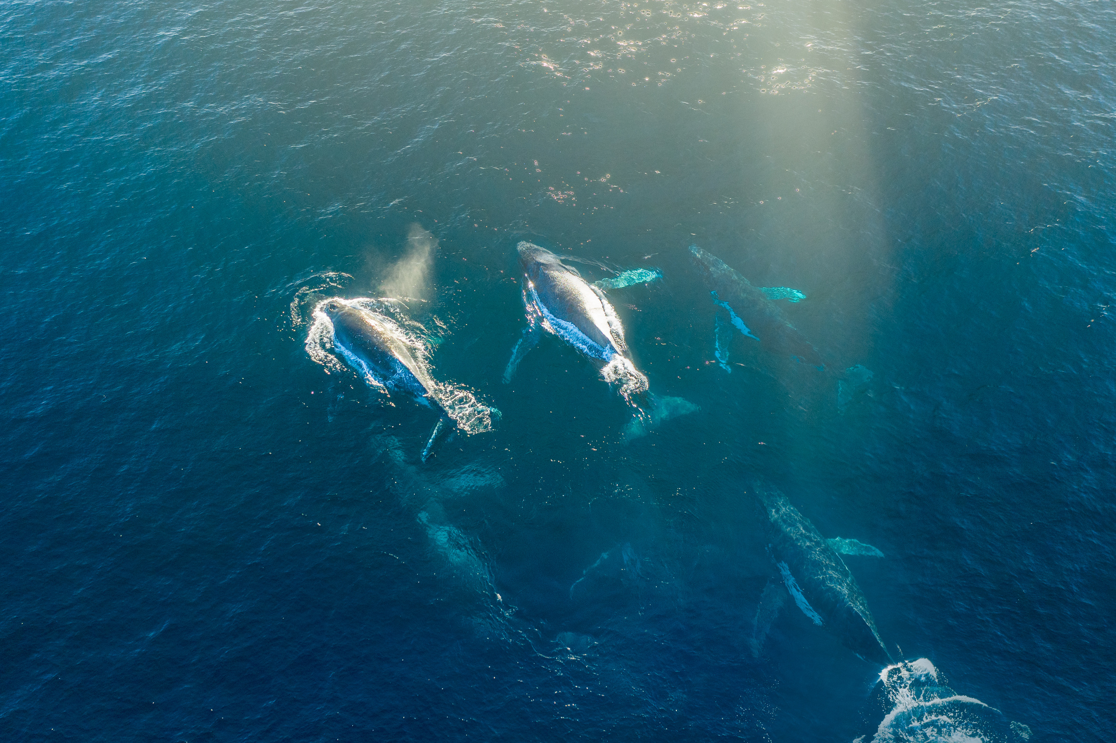 Humpback Whales Migration